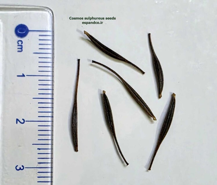 Cosmos sulphureus seeds
